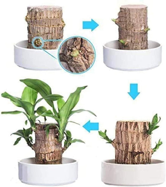 Brazilian Wood Mini Home Plant (Pack of 2)