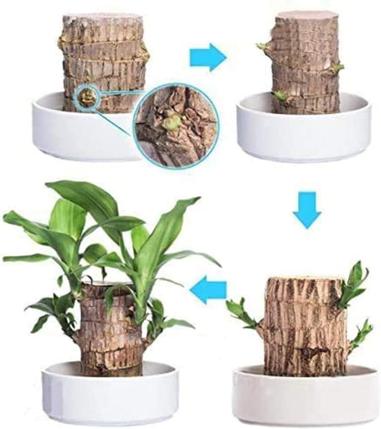 Brazilian Wood Mini Home Plant  (Pack of 2)