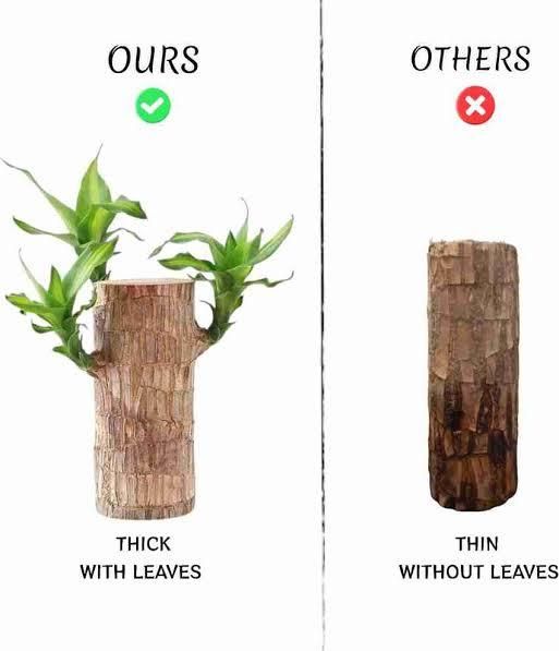 Brazilian Wood Mini Home Plant  (Pack of 2)