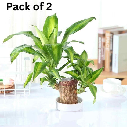Brazilian Wood Mini Home Plant  (Pack of 2)